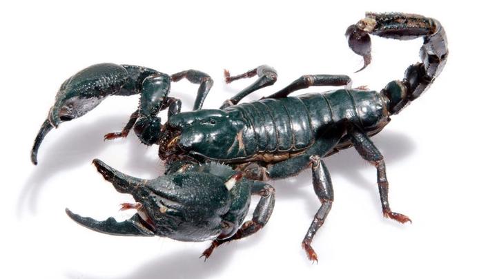 incase-you-get-stung-by-a-scorpion-checkout-an-easy-way-to-reduce-the-pain