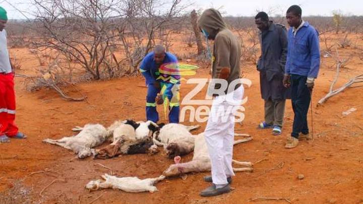 fear-grips-gwanda-villagers-as-mysterious-bloodsucking-animal-kills-50-goats-in-a-month-pics